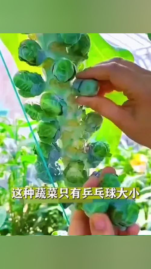這種甘藍(lán)你吃過嗎？——家庭種植優(yōu)質(zhì)農(nóng)產(chǎn)品的實用指南